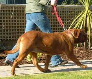 Dog in trot viewed from the side
