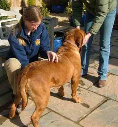 Caroline Hicks checking a dog's spine for misalignment