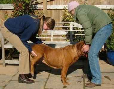 Caroline Hicks performing a pelvic rotation adjustment on KiKi