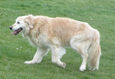 Harry after his treatment. Looking much happier.