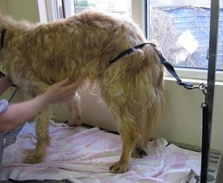 Harry before his treatment